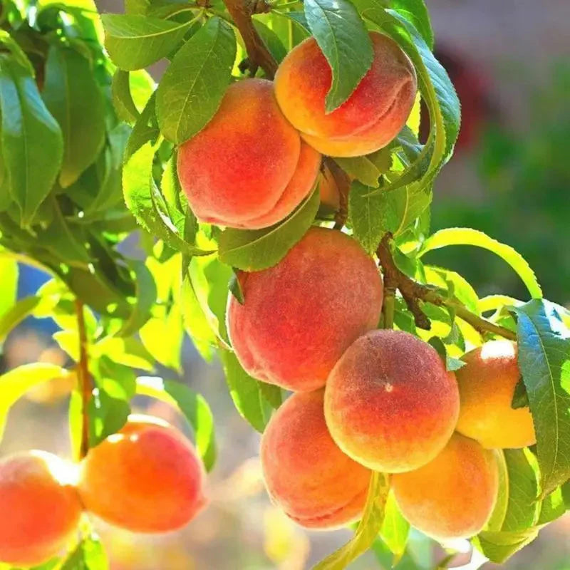 🔥 65K+ SOLD! 🍑 Rare Honey Red Dwarf Peach Seeds – Sweet Fruit, Small Space Friendly