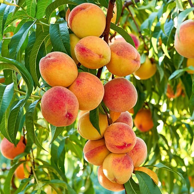 🔥 65K+ SOLD! 🍑 Rare Honey Red Dwarf Peach Seeds – Sweet Fruit, Small Space Friendly