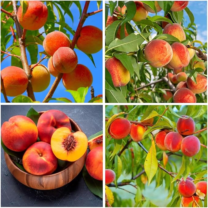 🔥 65K+ SOLD! 🍑 Rare Honey Red Dwarf Peach Seeds – Sweet Fruit, Small Space Friendly