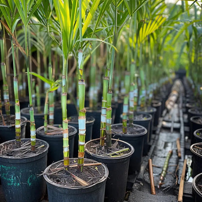 Premium High-Sucrose Sugarcane Seeds | 1000+ Non-GMO Hybrid Sugar Cane Seeds for Home Gardening 🌿🍬