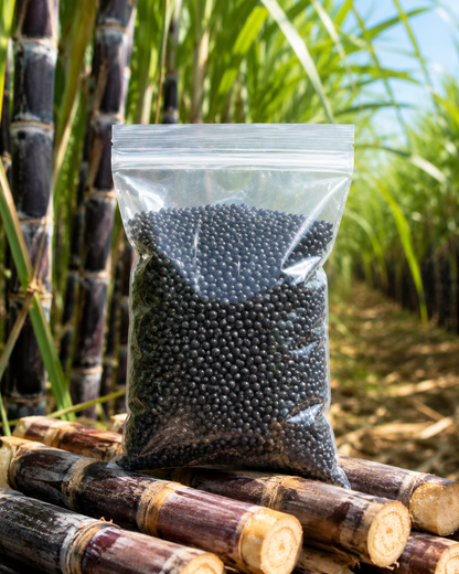 Premium High-Sucrose Sugarcane Seeds | 1000+ Non-GMO Hybrid Sugar Cane Seeds for Home Gardening 🌿🍬