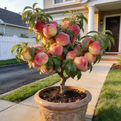 🔥 65K+ SOLD! 🍑 Rare Honey Red Dwarf Peach Seeds – Sweet Fruit, Small Space Friendly