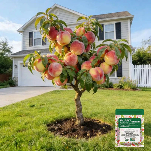 🔥 65K+ SOLD! 🍑 Rare Honey Red Dwarf Peach Seeds – Sweet Fruit, Small Space Friendly