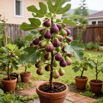 🏆Over 65,000 SOLD!🌿Mission Fig Tree Live Plant Seeds – Easy to grow on your porch and balcony at home